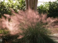 pink muhly grass